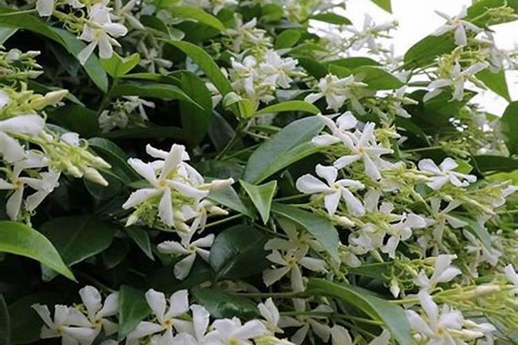 风车茉莉喜欢化肥吗？你喜欢用什么肥料？