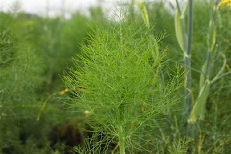 大田大茴香的种植方法