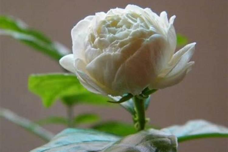 有机水溶肥料是什么？它的特点和使用方法是？