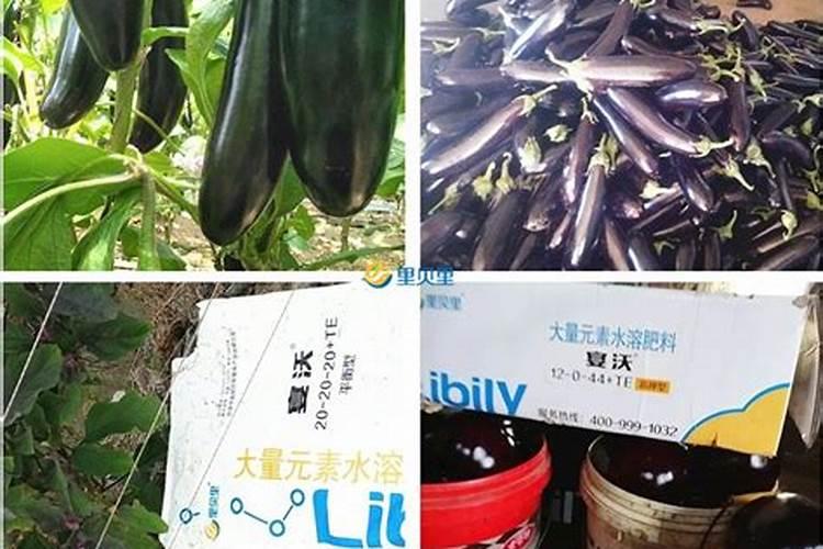 茄子缺镁怎么办？