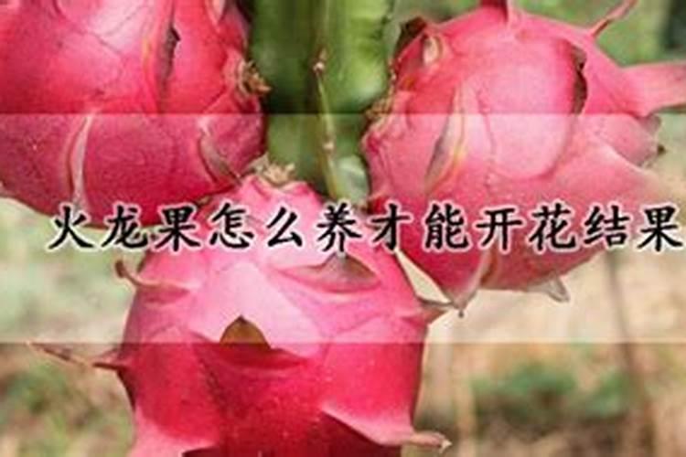 火龙果开花结果时如何施肥会更甜