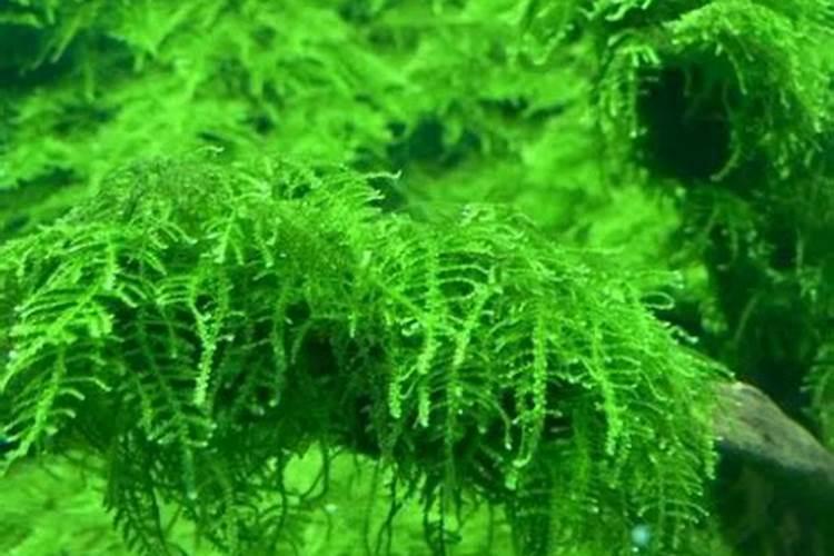牧草最好用什么肥