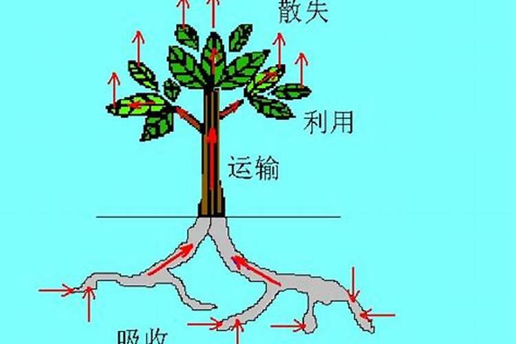 草坪需要什么肥料