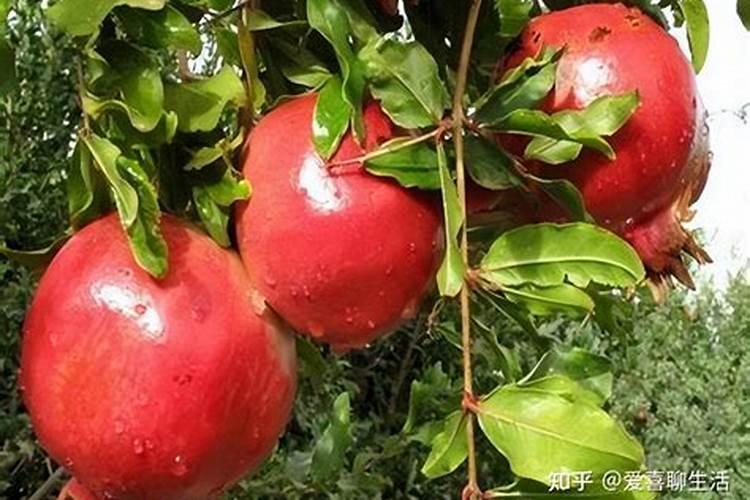 石榴挂果后施什么肥
