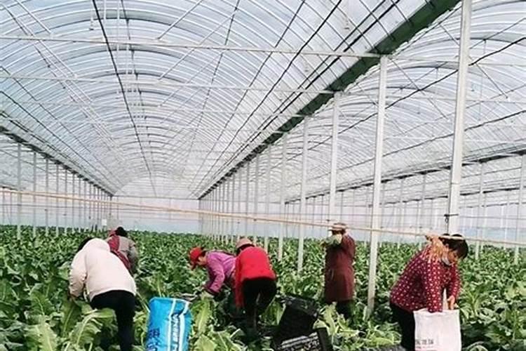 金土地葡萄专用肥:结合国内外最新生物科技的新型液体有机复合肥