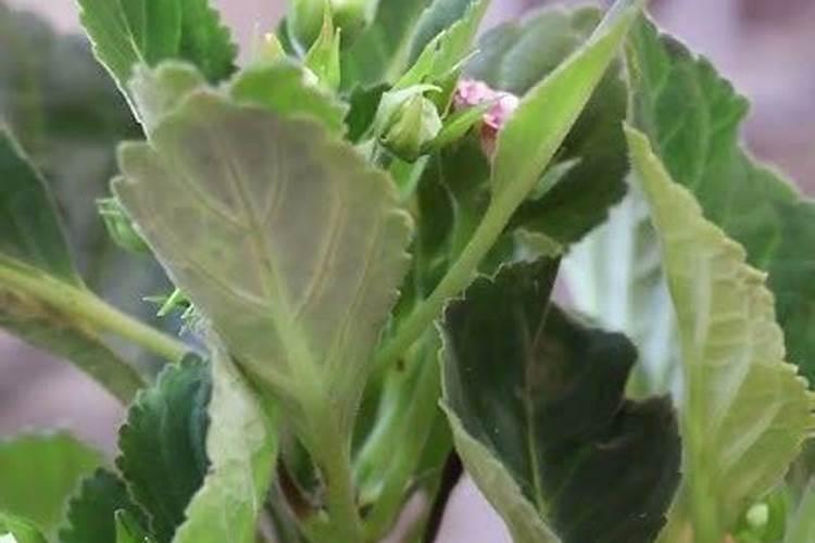 那有大岩桐花卖？