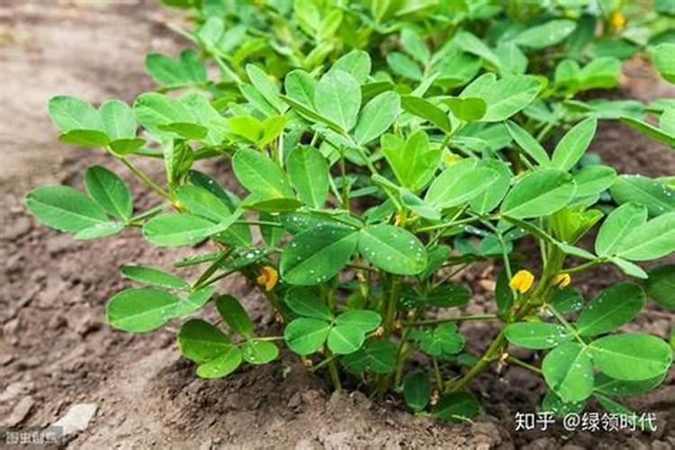 种花生磷肥还是钾肥好