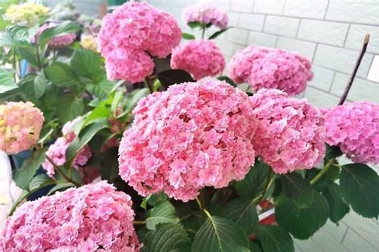 绣球花施肥方法,用什么肥好