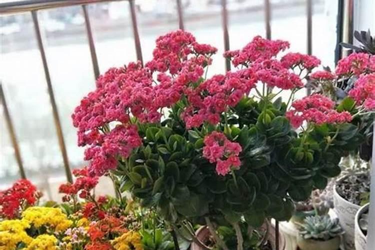 长寿花施什么肥好,长寿花施氮磷钾肥料最好
