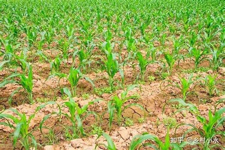 玉米苗移栽后几天施肥 什么时候打除草剂