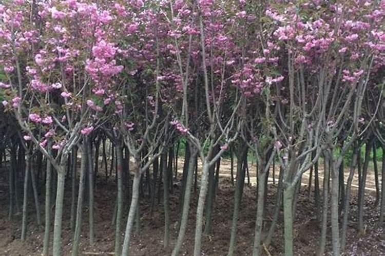 如何樱花施肥