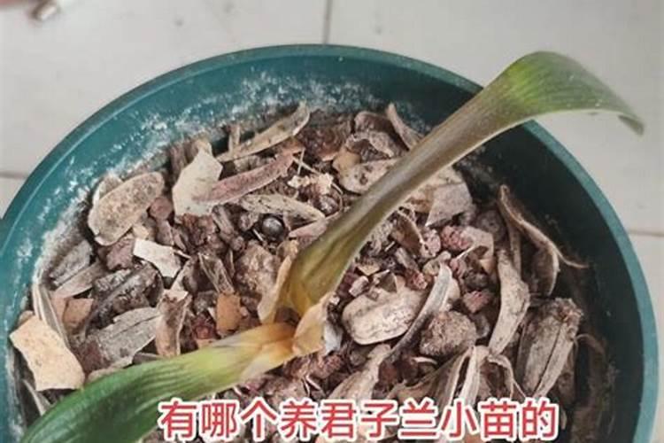 君子兰用什么肥料好