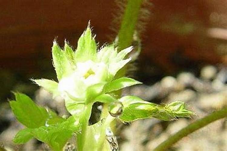 花芽分化用什么叶面肥