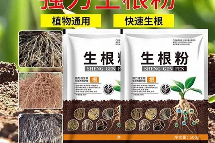 葡萄树使用什么肥料能长根