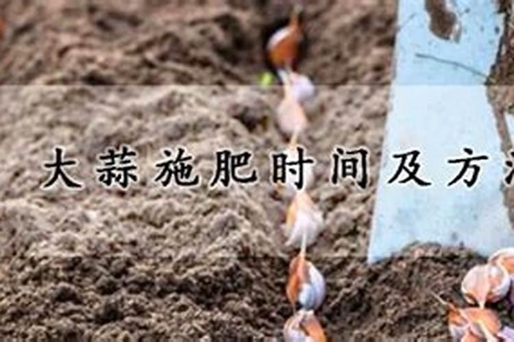 大蒜什么时候施肥最好 大蒜的施肥时间
