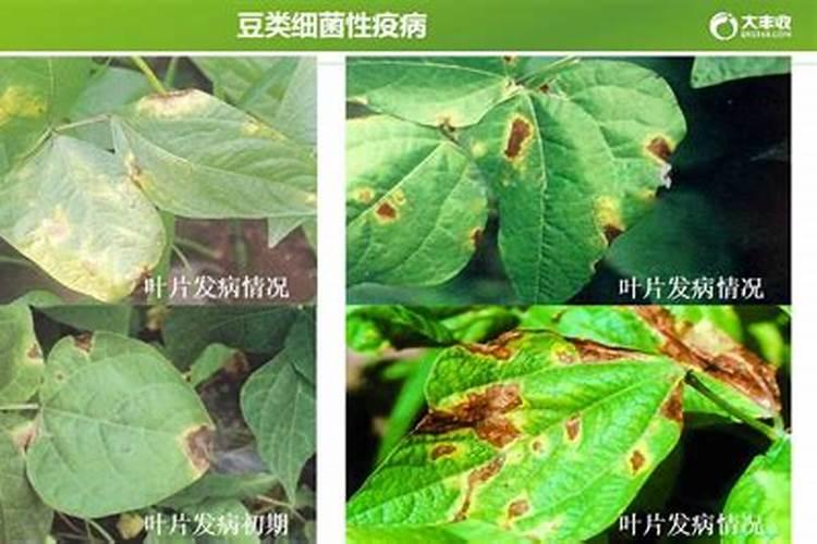 男友叫女友小金豆有什么含义吗？