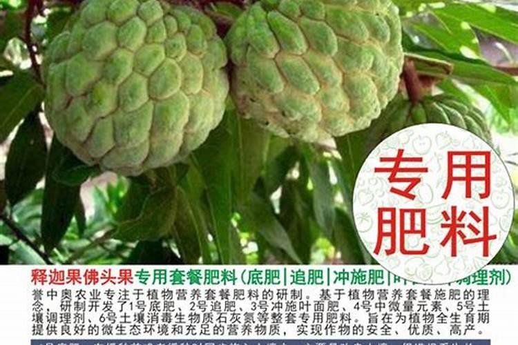 释迦果树种植方法