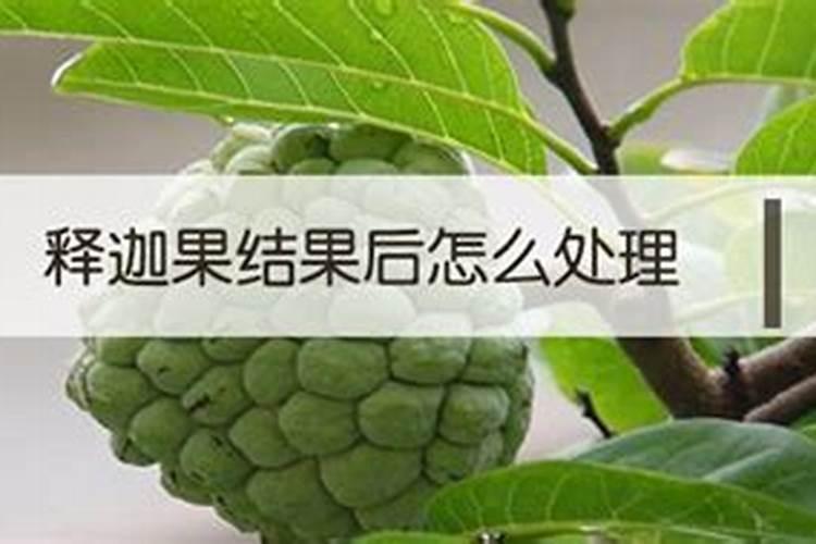 释迦果盆栽几年可以挂果