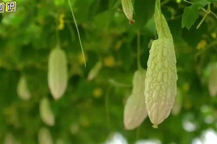 夏季丝瓜丰产栽培管理要点