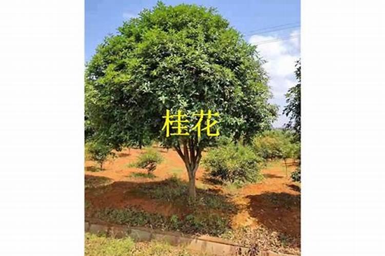 农药化肥股票龙头股有哪些？
