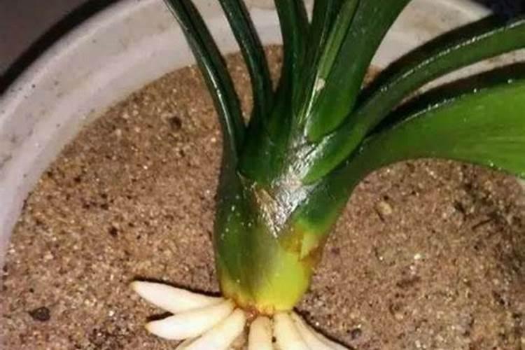 盆栽橘子树适合哪些肥料？