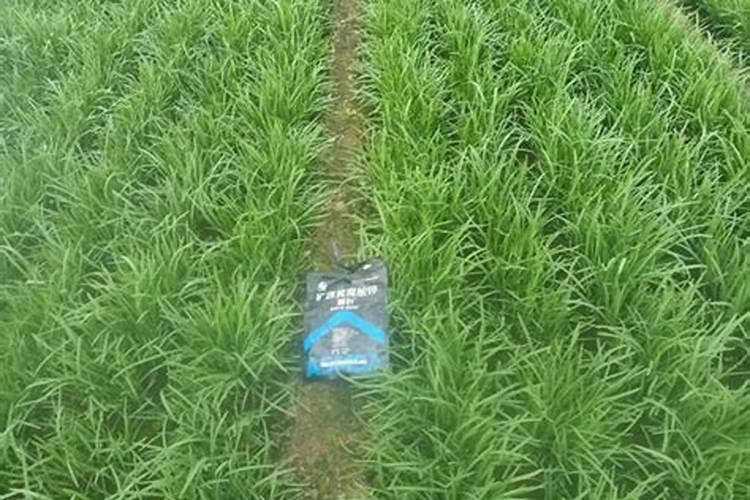 韭菜用什么肥料长得最好