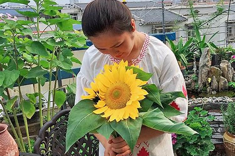 向日葵用什么肥料好