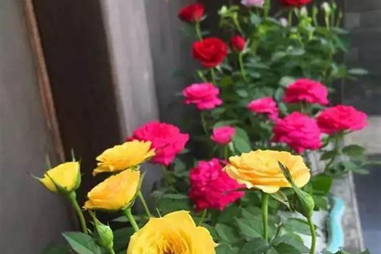 花叶子发黄什么原因