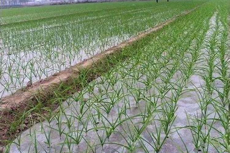 石斛花怎么养殖方法和注意事项