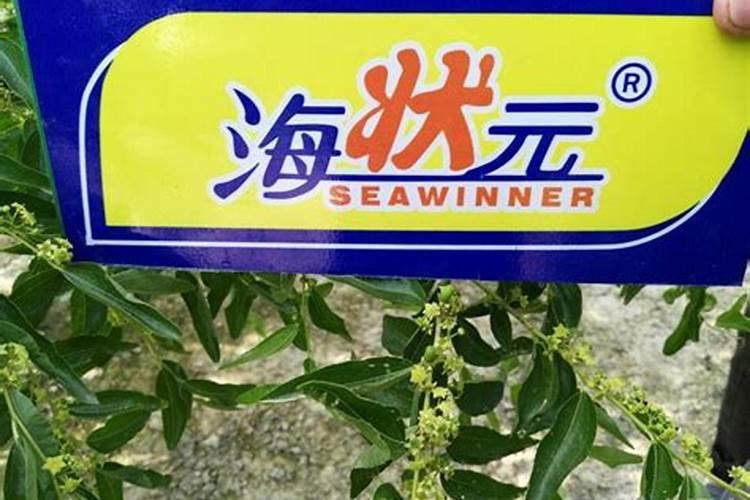草莓磷肥过量是什么症状