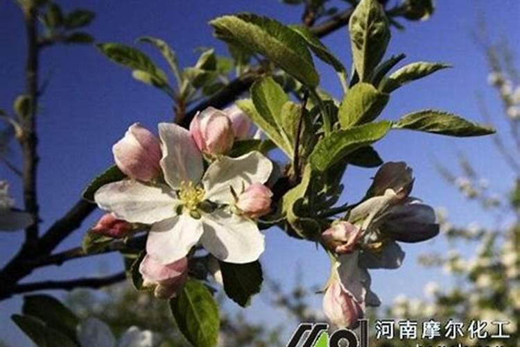 苹果树用什么肥料好