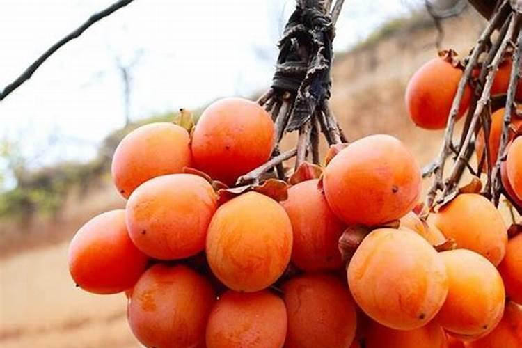 什么样的肥料适合所有花都用、什么肥料能促进开花