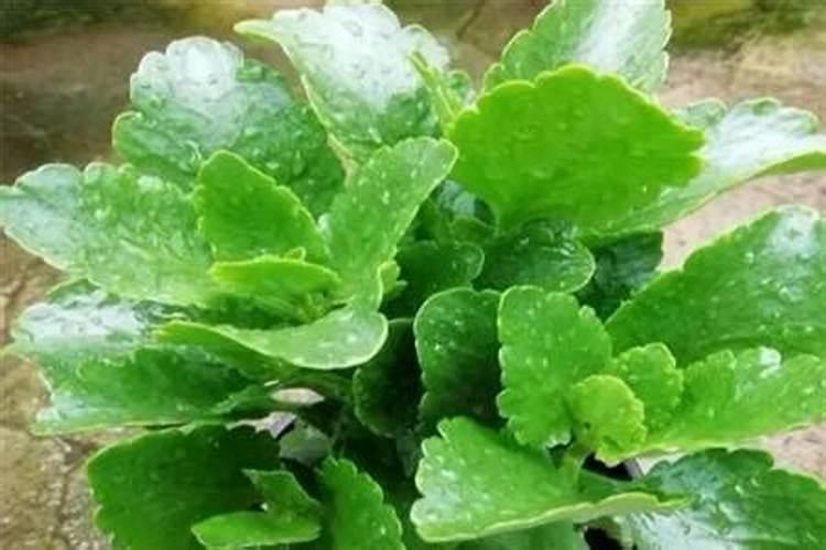 长寿花施肥方法,用什么肥好