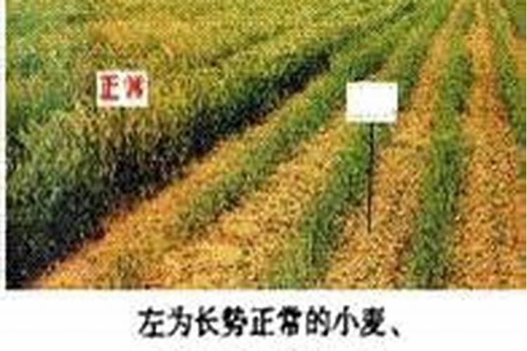 如何防治根腐病
