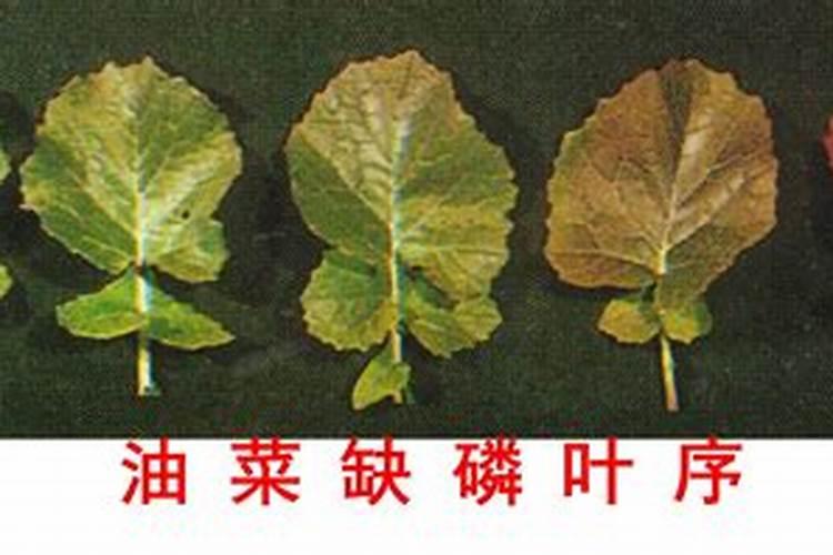 施肥是葡萄高产的手段,什么肥料才是葡萄最好的肥料？
