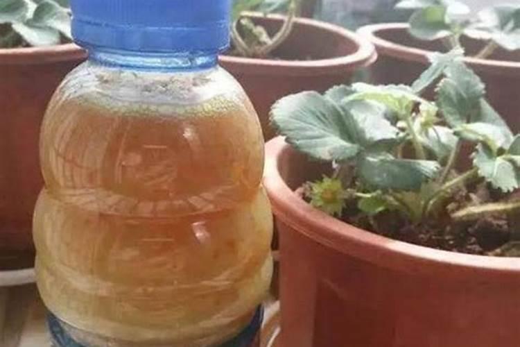 西兰花什么季节喷硼肥