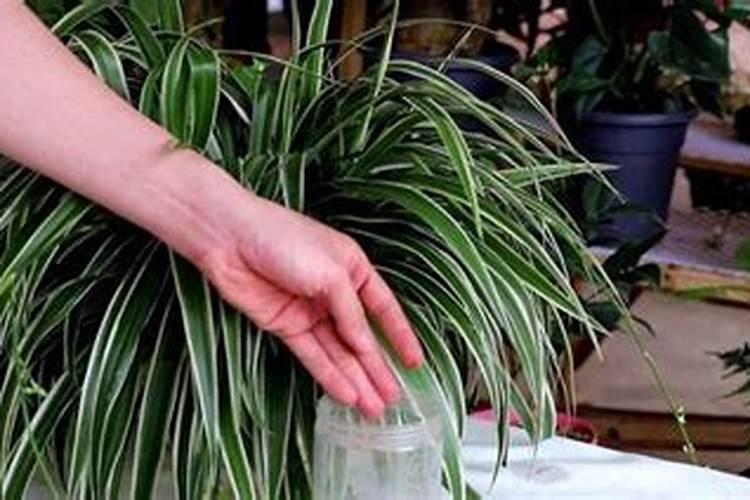 用氟啶胺加恶霉灵灌根防治草莓根腐病可以吗？两种药能混用吗？