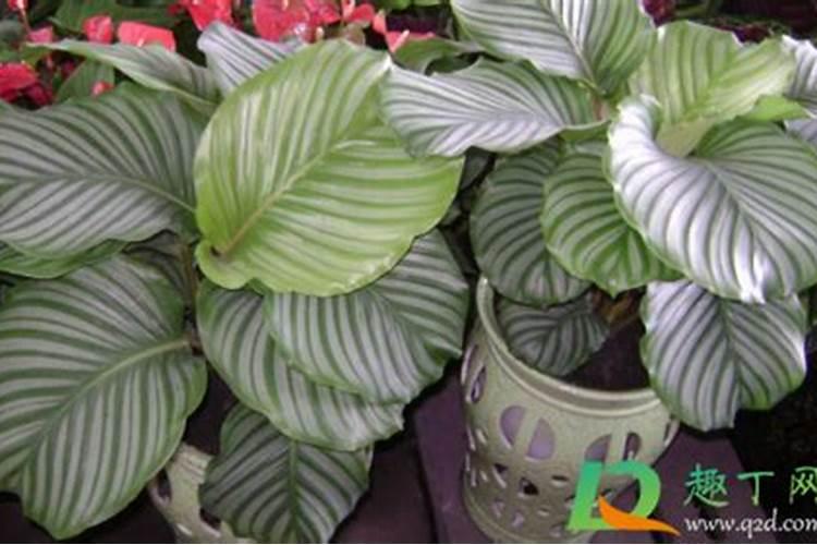 观叶植物喜欢什么肥