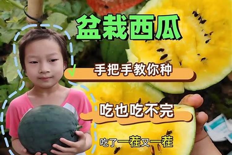 西瓜用什么冲施肥最好,沃盾冲施肥高甲高钙