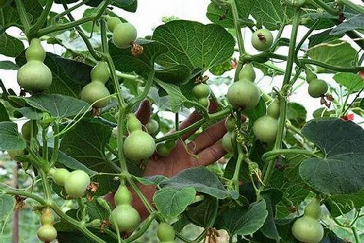 葫芦开雌花需要什么肥料？