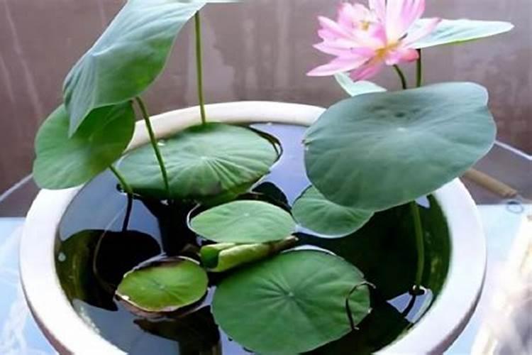 如何自制碗莲肥料