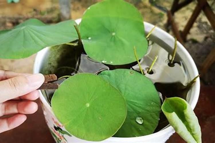 碗莲叶子干枯原因及补救方法