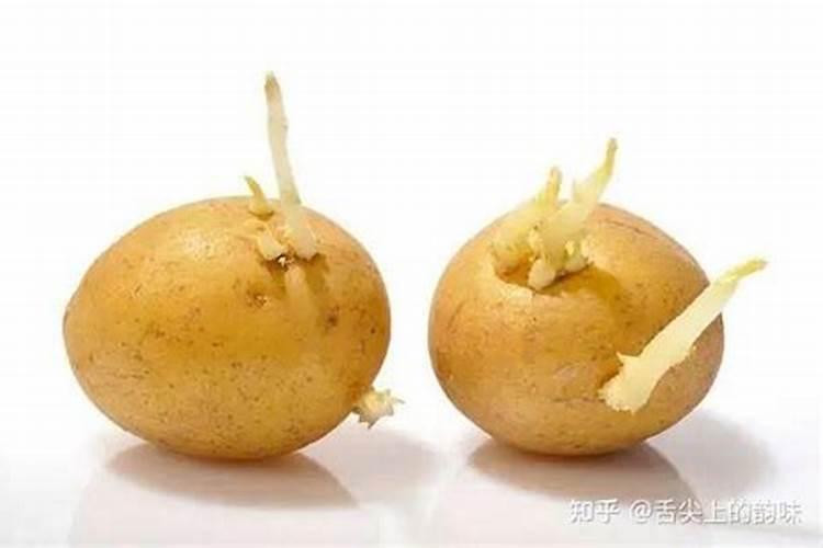 马铃薯的田间管理要点 马铃薯种植技巧简介