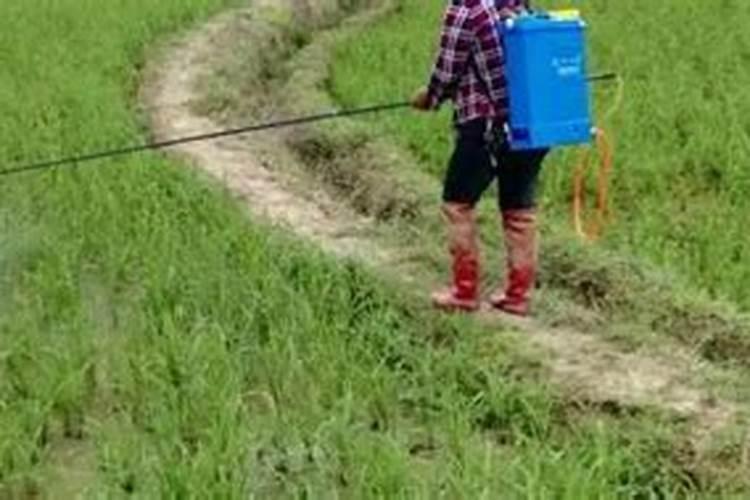 请问给温室里的植物喷洒叶面肥,阴天或者下雨天气行不行？