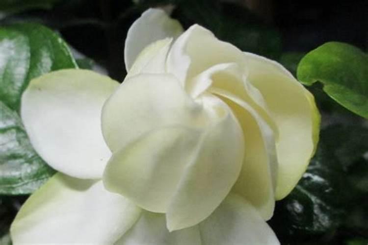 养栀子花的肥料 栀子花最好的肥料是什么怎么施