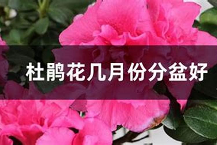 杜鹃花什么时候施肥,夏天能施肥吗？