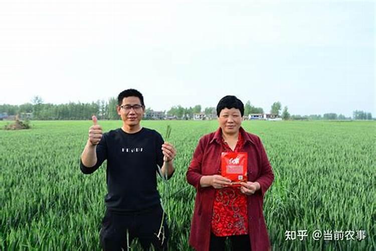 小麦肥料的最佳配方 氮磷钾的比例是多少