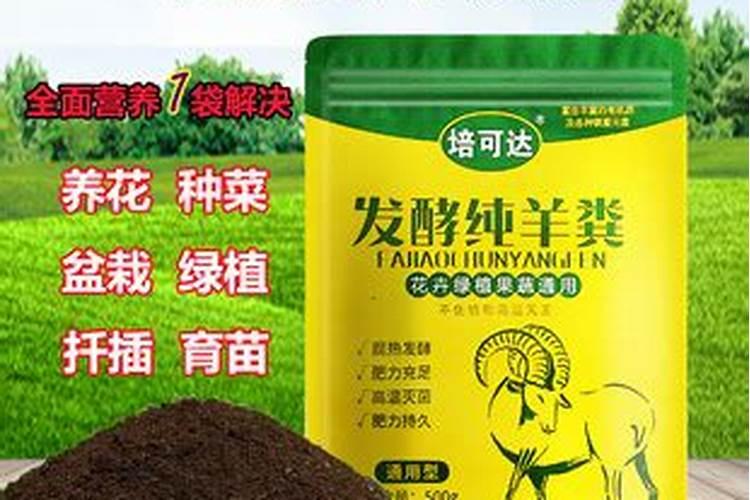 月季用什么肥料