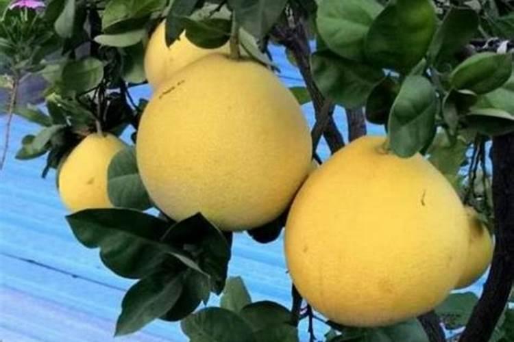 柚子树施肥时间和方法