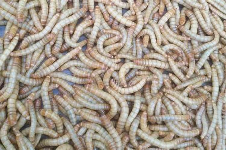 羊粪属于氮肥还是磷肥